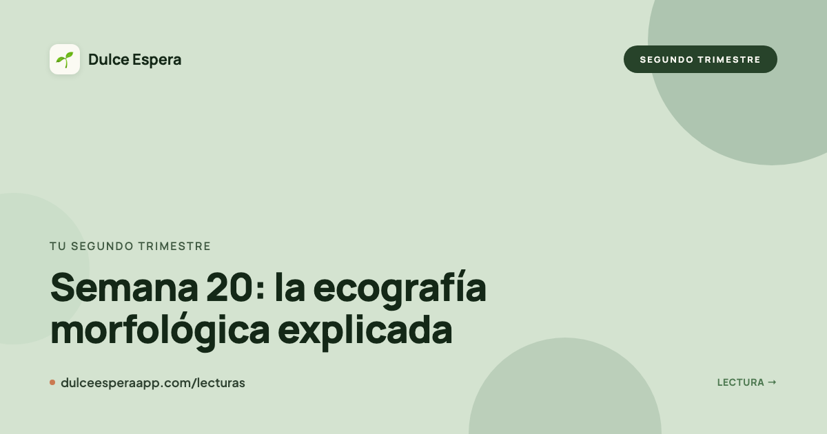 Portada del artículo: Semana 20: la ecografía morfológica explicada